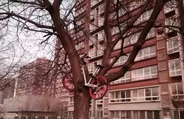 最近共享单车如雨后春笋般涌现，与此同时，不少城市也屡现单车遭严重损坏的报道，比如二维码和车架号被刮坏、被上锁、被放进自家楼道、被藏进绿化带、甚至被拆掉GPS低价转卖。近日，破坏共享单车又有“新招”，据网友爆料，在北京市次渠大街上，有人居然把共享单车挂在了树上。