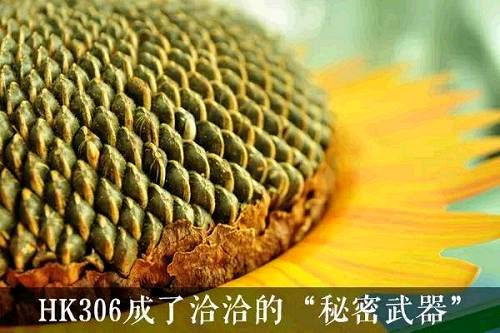 普通的葵花种子，亩产只有150斤左右；但HK306的亩产高达450斤左右，具有高产、耐寒、反季节种植等多种特殊属性。